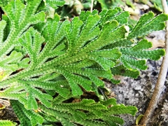 Selaginella novoleonensis