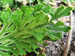 Selaginella novoleonensis