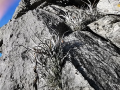 Tillandsia karwinskyana