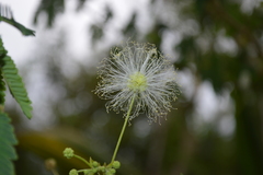 Zapoteca portoricensis