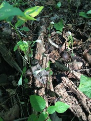 Triphora trianthophoros trianthophoros