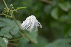 Zapoteca portoricensis