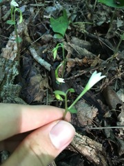 Triphora trianthophoros trianthophoros