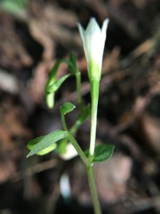 Triphora trianthophoros trianthophoros