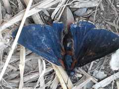 Metardaris cosinga