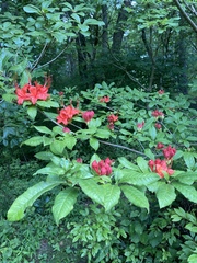 Rhododendron prunifolium