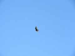 Cathartes aura