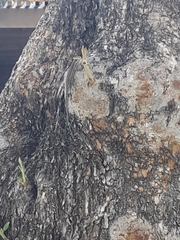 Urosaurus ornatus