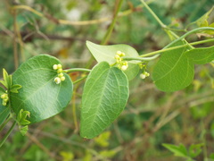 Cocculus diversifolius
