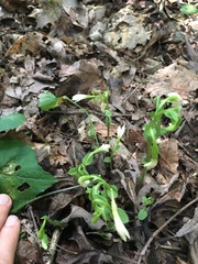 Triphora trianthophoros trianthophoros