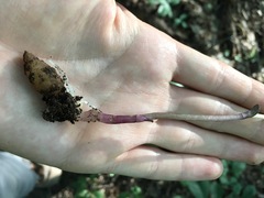 Triphora trianthophoros trianthophoros