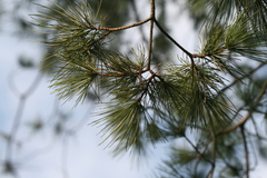 Pinus morrisonicola