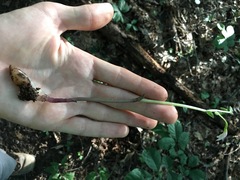 Triphora trianthophoros trianthophoros