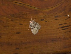 Leuconycta lepidula
