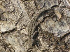 Lygodactylus gutturalis