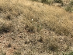 Argemone pleiacantha