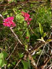 Rodriguezia lanceolata
