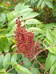 Rhus × borealis
