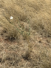 Argemone pleiacantha