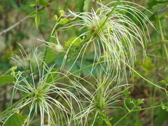 Clematis drummondii