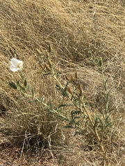 Argemone pleiacantha