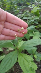 Oclemena acuminata image
