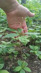 Oclemena acuminata image