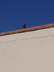 Columba livia