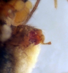 Lepthyphantes turbatrix