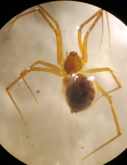 Lepthyphantes turbatrix