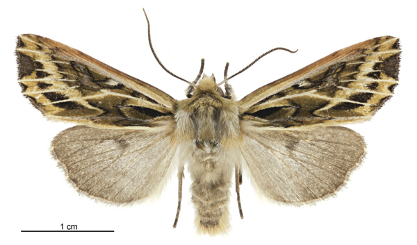 Ichneutica oliveri