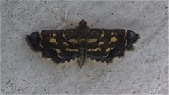 Eurrhyparodes splendens