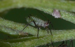 Macrosiphoniella
