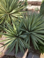 Agave