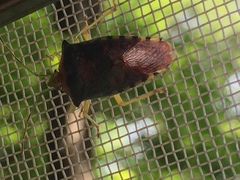 Acanthosoma denticaudum