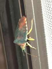 Acanthosoma denticaudum