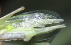 Oecanthus rileyi