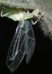 Oecanthus rileyi