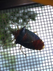 Acanthosoma denticaudum