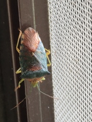 Acanthosoma denticaudum