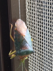 Acanthosoma denticaudum