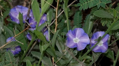 Evolvulus arizonicus