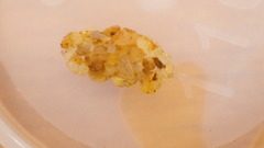 Glossosomatidae
