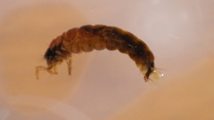 Glossosomatidae