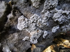 Alyxoria sierramadrensis