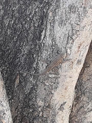 Urosaurus ornatus