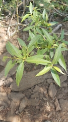 Salix lemmonii