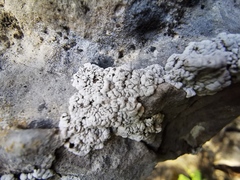 Alyxoria sierramadrensis