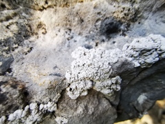 Alyxoria sierramadrensis