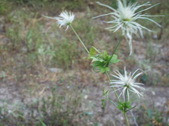 Clematis drummondii